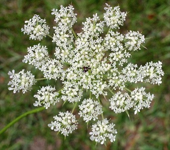 Queen Anne's Lace - How to Use Foraged Wild Carrots