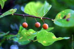 Sugarberries are indeed sweet. Photo Jeremy Stovall.
