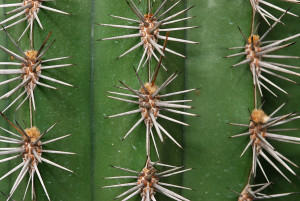 Cactus spines are actually leaves. 