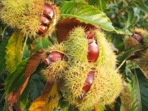 Europe now provides most of the "sweet" chestnuts.