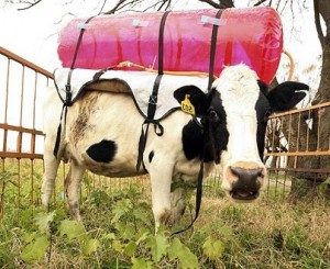 Cow in methane production study
