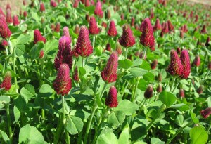 Crimson clover produces grain