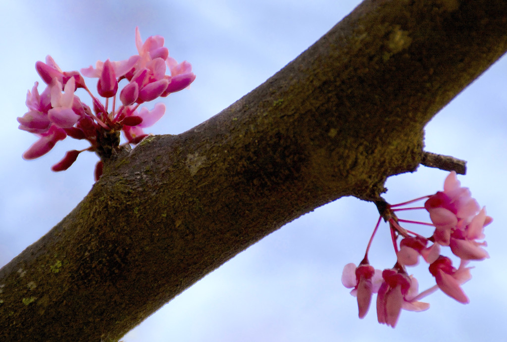 Eastern Redbud blossoms are edible. Photo by Green Deane