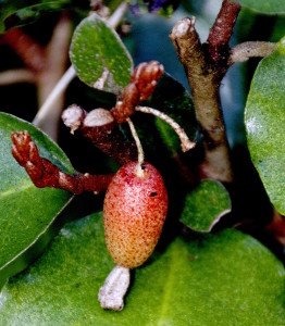 Unripe berries are bitter and sour. Photo by Green Deane