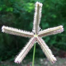 Crowfoot Grass