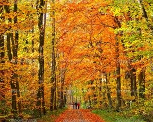 depositphotos_6016579-Walking-in-autumn-park