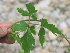 Balloon vine, heart seed, heart vine, Cardiospermum halicacabum