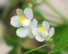 Balloon vine, heart seed, heart vine, Cardiospermum halicacabum