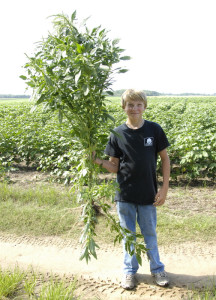 Lane Williams pulled this pigweed mid-summer, 2012, photo by Seminole Crop E-News..