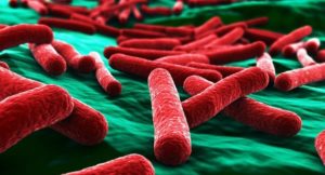 E.coli causes most of the worst food poisonings.