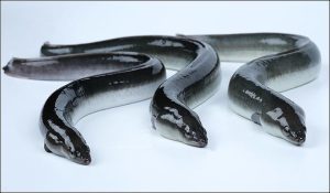 eels