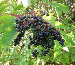 Don't eat too many raw elderberries. 