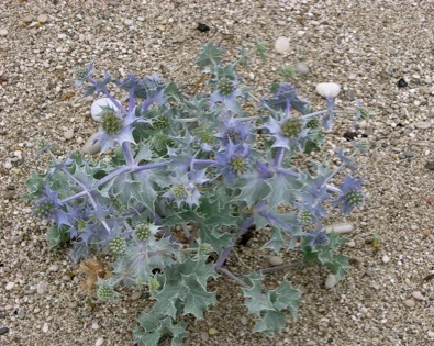 eryngo1.jpg