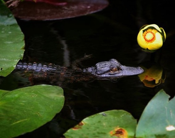 Alligator a la Carte - Eat The Weeds and other things, too