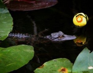 Young alligator swimming among nuphar leaves and blossom.