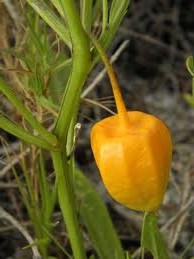 The "cherry" is inside the non-edible husk.