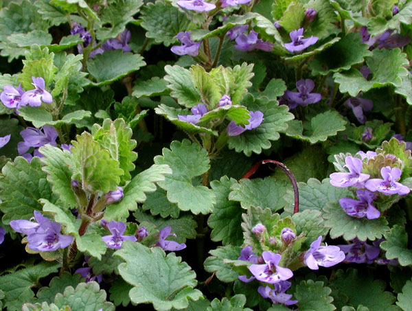 Image of Ground ivy leaves and flowers