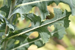 Lactuca serriola has extremely pronounced rib hairs. 