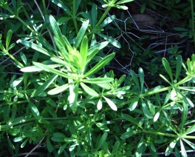 Cleavers - the velcro plant