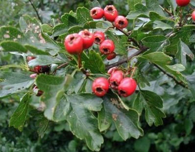 English Hawthorn Tree Seeds – Crataegus Laevigata – Edible, Hardy, Showy Flowers