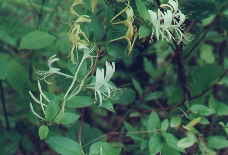 Honeysuckle, Lonicera japonica