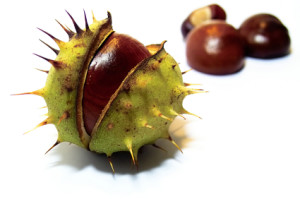 Horse Chestnuts might have medical uses for edema.
