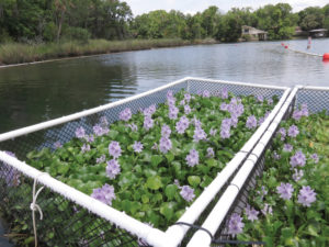 When trapped Water Hyacinths can clear algae and clean water. 