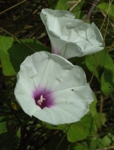 Yellow with White Throat Ipomoea Obscura Morning Glory 6 Seeds 