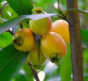 The Rose Apple by any other name tastes as sweet. Photo by The Fruit Warehouse