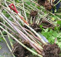 Knotweed, photo by King County.