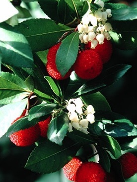 strawberry tree fruit