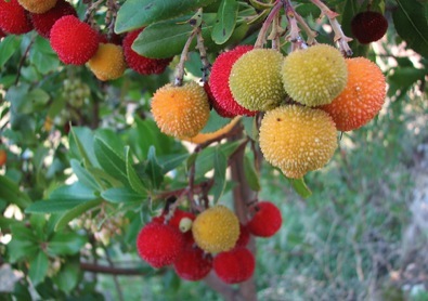 strawberry tree fruit