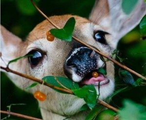 One of our happy foraging subscribers (Photo by cutestpaws.com) 