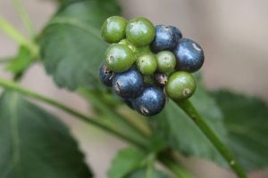 Green Lantana berries are toxic, blue ones are edible. 