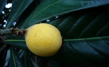 loquats