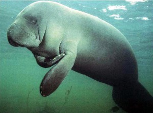 Florida Manatee, photo by manatee.net