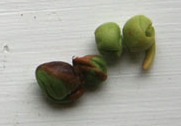 Maple Seeds Taste Like Peas