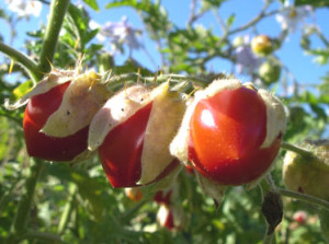 The husk (calyx) shrinks as the fruit matures