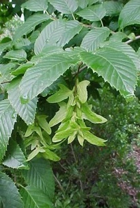 blue beech tree seeds