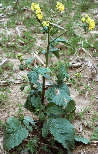 Mustard Flowers Information and Facts