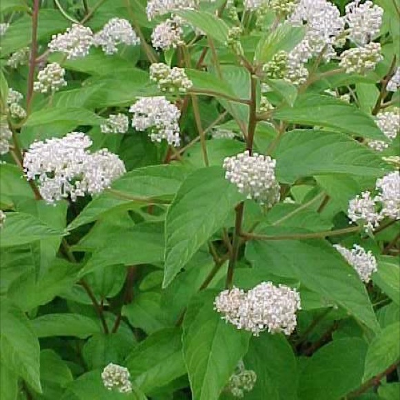 Image of New Jersey Tea Shrub Twigs