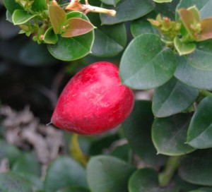 Natal Plum, edible when totally ripe. 