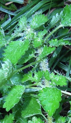 Stinging nettle - North Creek Wetland