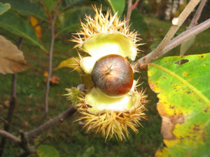 Dwarf Chinkapin