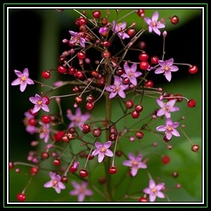 Talinum paniculatum, photo by Seed And All.
