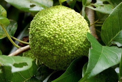 File:Poki poki from jackfruit.jpg - Wikimedia Commons