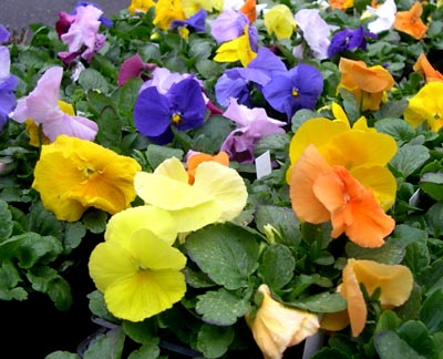 Identifying Edible Flowers & Interesting Facts about them (with