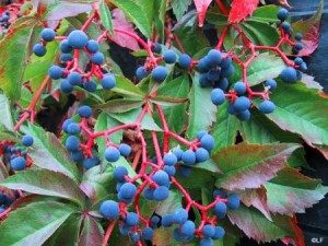 DO NOT EAT: Virgina Creeper, Photo by Claflora Nursery. 