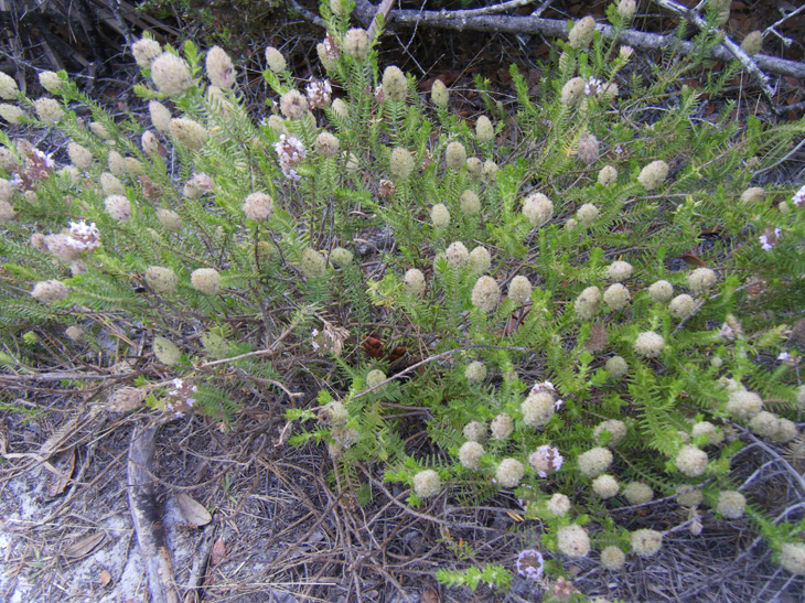 Florida Pennyroyal. Photo by Christopher Tozier