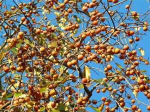 Nothing resembles a ripe wild persimmon tree. 